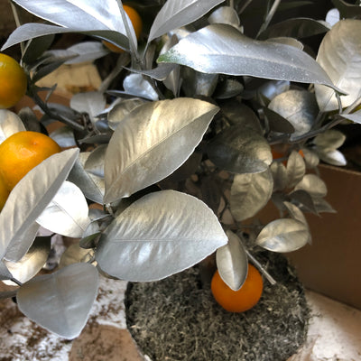 NODALETO, SILVER ORANGE (SEPTEMBER 19)