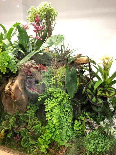 KENZO, TERRARIUM