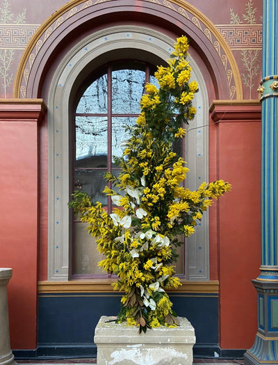 VILLA NOAILLES, MIMOSA XXXL
